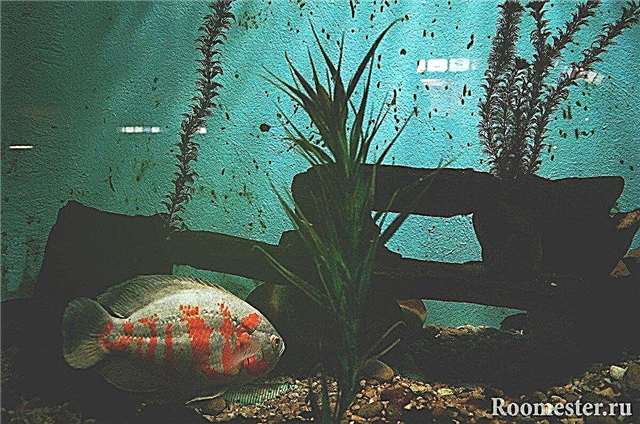 Hoahoa Aquarium - 20 tauira whakaahua