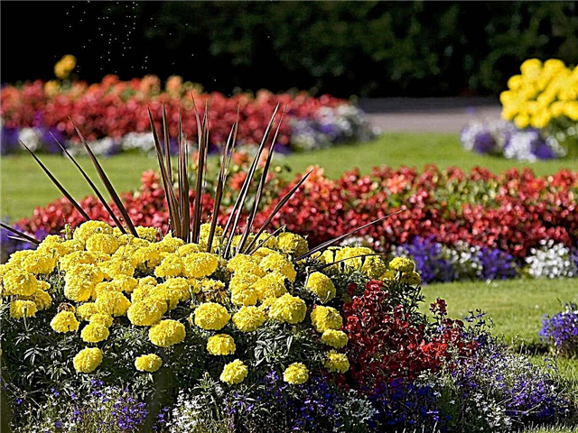لیست گل های چند ساله برای کلبه ها و باغ ها