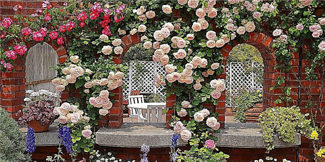 Ландшафттык дизайндагы розалар: түрлөрү жана жасалгалоо жолдору